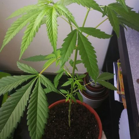 Janesss growlog photo: Female plant! ❤️ 