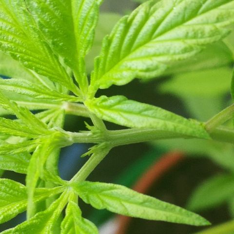 Janesss growlog photo: Female plant! ❤️ 