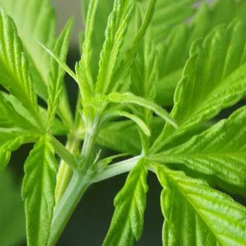 Janesss growlog photo: Female plant! ❤️ 