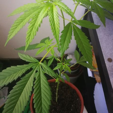 Janesss growlog photo: Female plant! ❤️ 