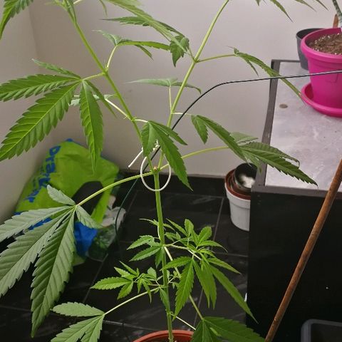 Janesss growlog photo: Good looking and smells 
