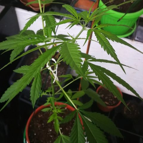 Janesss growlog photo: Good looking and smells 