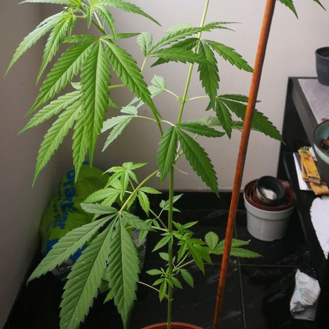 Janesss growlog photo: Bushy