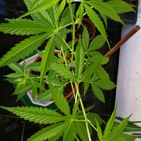Janesss growlog photo: Looking happy