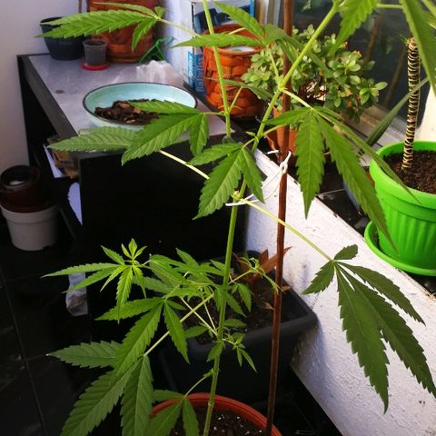 Janesss growlog photo: Looking happy