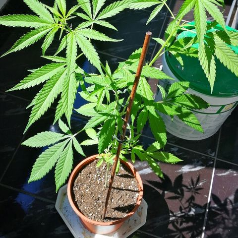 Janesss growlog photo: Happy 