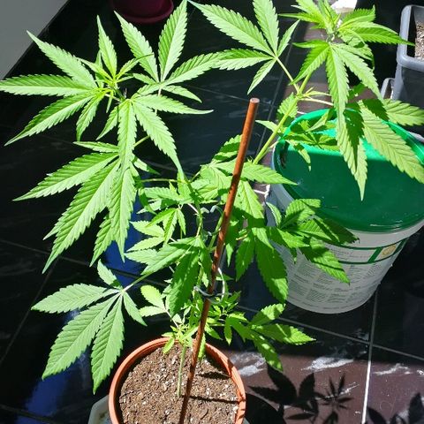 Janesss growlog photo: Happy 