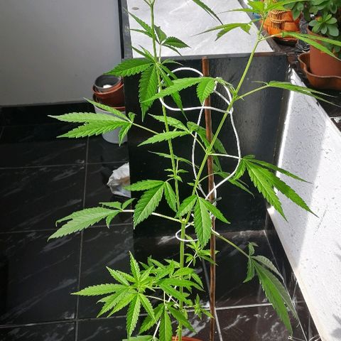 Janesss growlog photo: LST