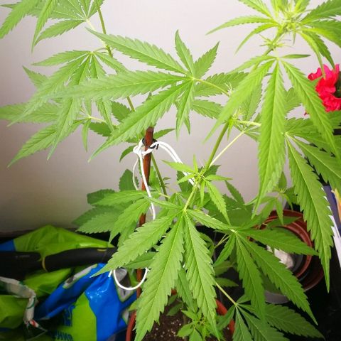 Janesss growlog timeline photo