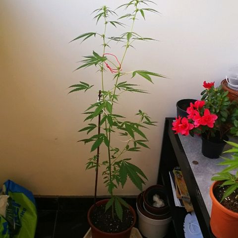 Janesss growlog timeline photo