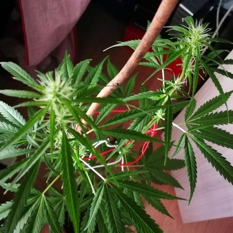 Janesss growlog timeline photo