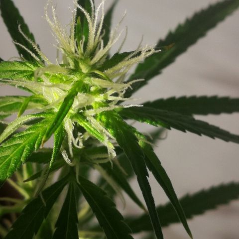 Janesss growlog photo: Grow 