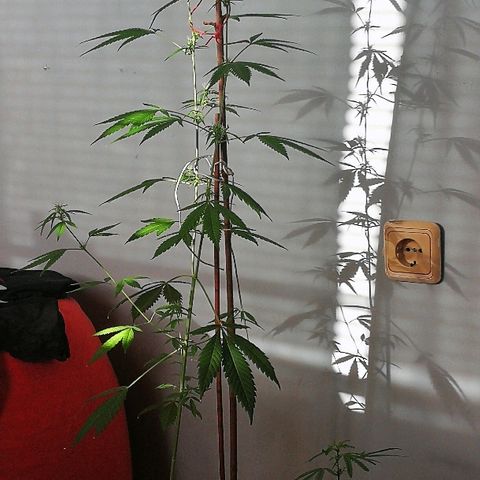 Janesss growlog photo: Grow 