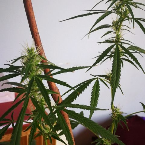 Janesss growlog timeline photo