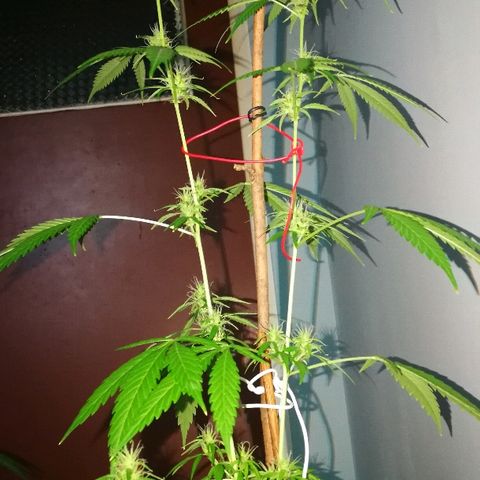 Janesss growlog photo: Buds getting fat