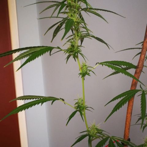 Janesss growlog photo: Buds getting fat