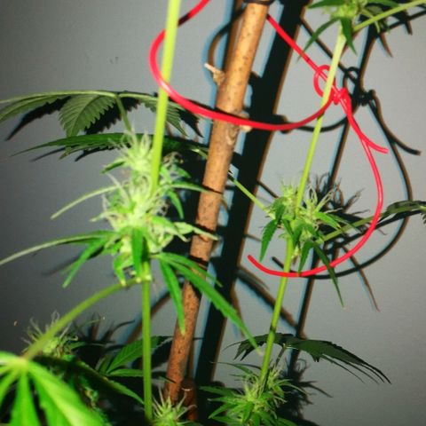Janesss growlog photo: Buds getting fat