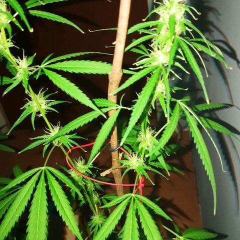 Janesss growlog photo: Buds getting fat