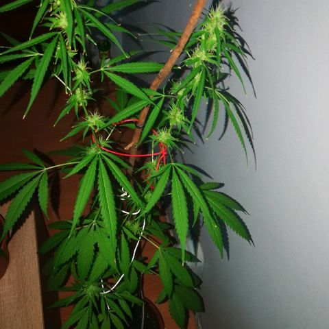 Janesss growlog photo: Buds getting fat