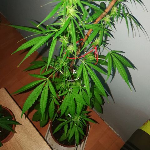 Janesss growlog photo: Buds getting fat