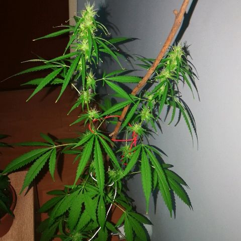Janesss growlog photo: Buds getting fat