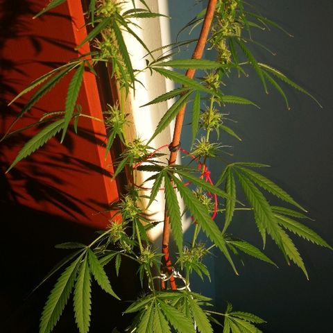 Janesss growlog photo: Morning