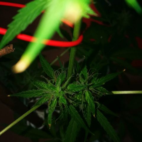 Janesss growlog timeline photo