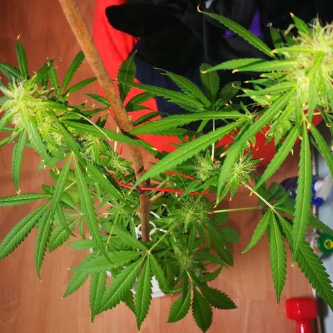 Janesss growlog timeline photo