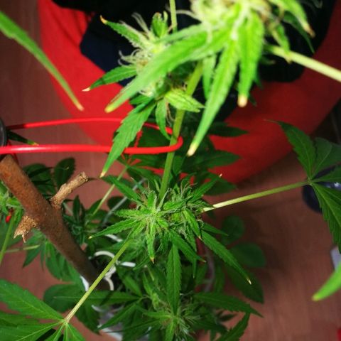 Janesss growlog timeline photo