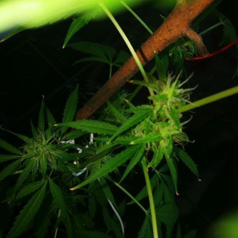 Janesss growlog timeline photo