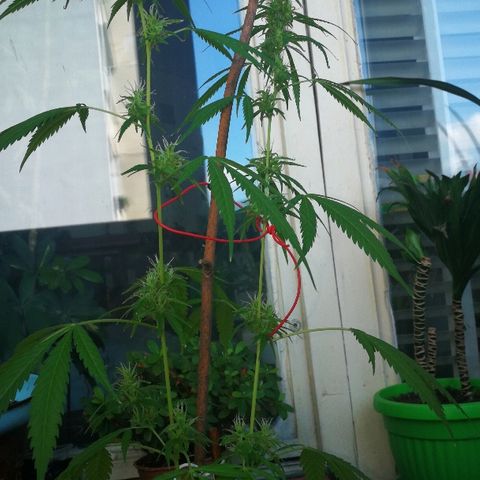 Janesss growlog timeline photo