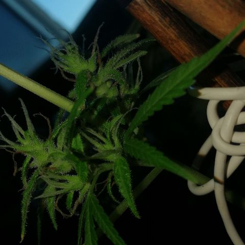 Janesss growlog timeline photo