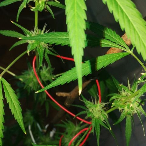 Janesss growlog timeline photo