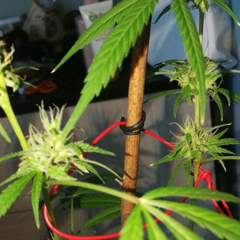 Janesss growlog timeline photo