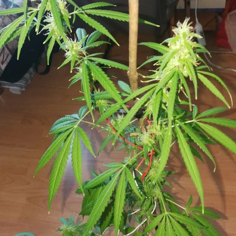 Janesss growlog timeline photo