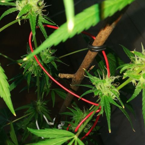 Janesss growlog timeline photo