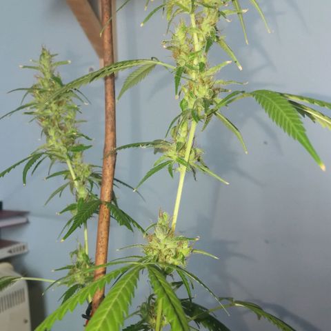 Janesss growlog timeline photo