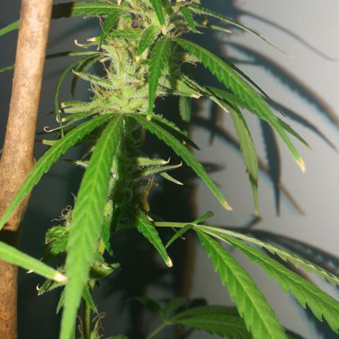 Janesss growlog timeline photo