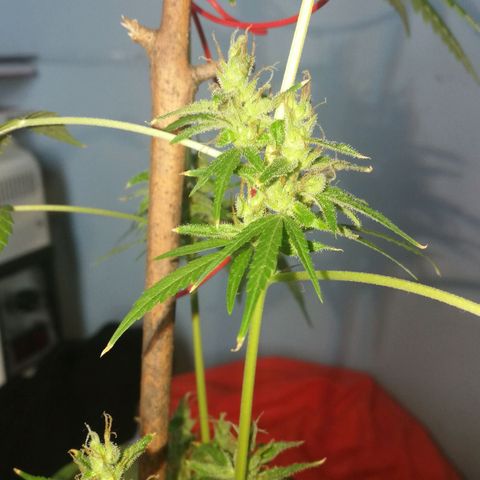 Janesss growlog timeline photo