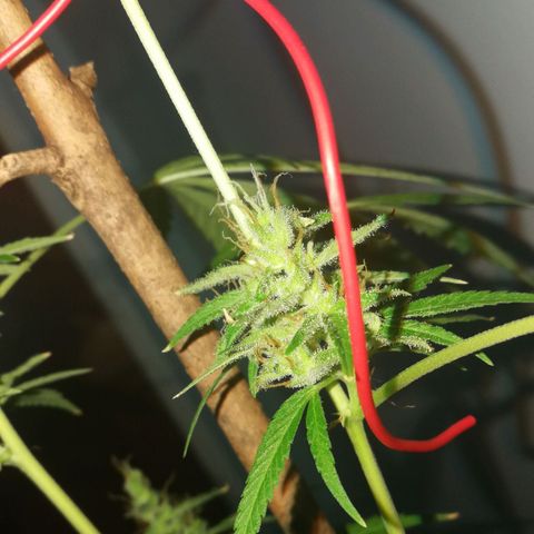 Janesss growlog timeline photo