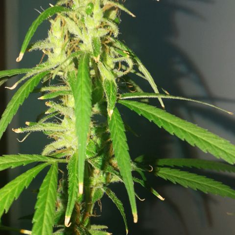 Janesss growlog timeline photo