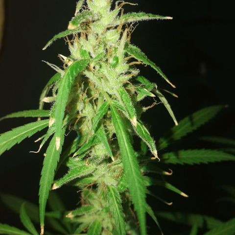 Janesss growlog timeline photo