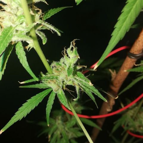 Janesss growlog timeline photo