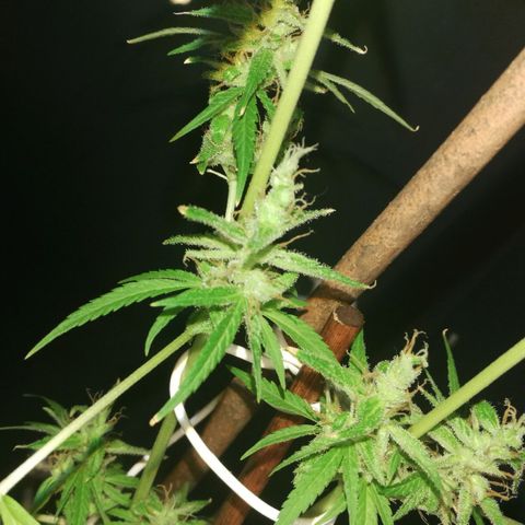 Janesss growlog timeline photo