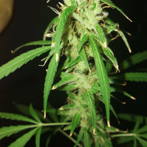 Janesss growlog timeline photo