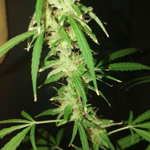 Janesss growlog timeline photo