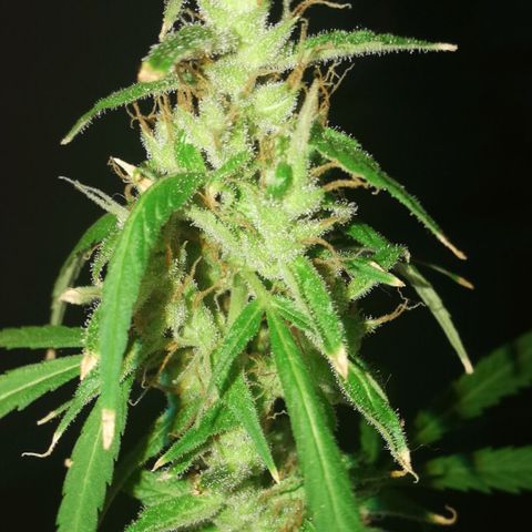 Janesss growlog timeline photo