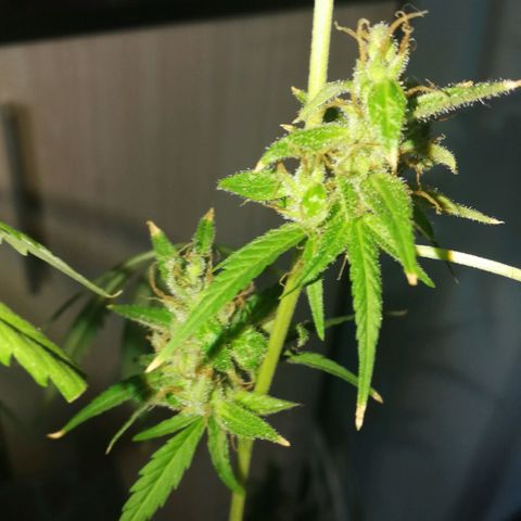 Janesss growlog timeline photo