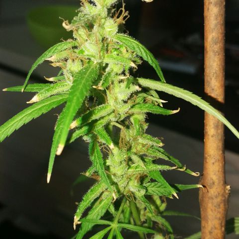 Janesss growlog timeline photo