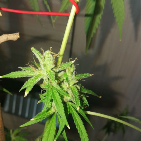 Janesss growlog timeline photo